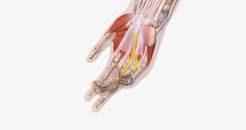 ساختار اسکلتی عضلانی مچ دست